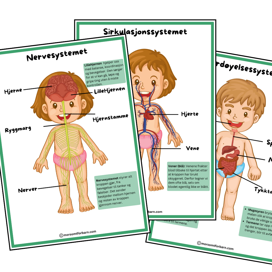 Utforsk kroppen – Digitale pedagogiske plakater